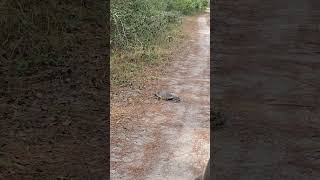 Am I not turtle enough for your turtle club!? #ontherighttrail #turtle #wildlife #florida #adventure