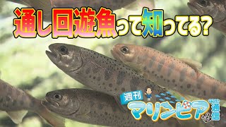 週刊マリンピア通信　＃９ 通し回遊魚のお話