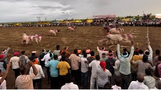 कदमवाडी तालुका खटाव जिल्हा सातारा मैदानात सर्जा आणि बुलढाणा एक्सप्रेस बाब्या रोमांचक लढतीमध्येविजयी