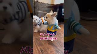 ドッグカフェを警備するチワワさん #shorts #チワワ #犬 #カフェ #コスプレ #警備員 #chihuahua #dog #パピー