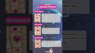 สรุปการแบ่งเซลล์ EP.1 Mitosis