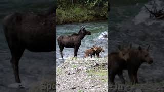 Wildlife Spotting in Montana's Yellowstone Country  #exploreyellowstone #wildlife #montana