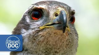 Goshawk HD Documentary