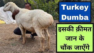 एक Dumba भेड़ बिकती है एक लाख की 🐐 Dumba Goat Farming | Turkey Dumba farming in India