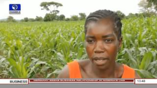 Business Incorporated: Malawi Grapples With Hunger Years After Grain Surplus Pt.3