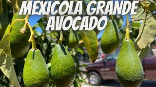 The Amazing Cold Hardy Mexicola Grande Avocado tree | Still My best fruit Producer!