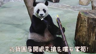 吃貨圓圓眉開眼笑，搶先嚐石篙筍/圓圓快閃網隔看圓寶妹，寶妹超激動的！20230505