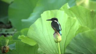 野鳥撮影・ 蓮にカワセミ Common Kingfisher 1