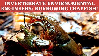 Burrowing Crayfish change the environment to suit their needs! More common then we may realize!