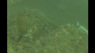 H26..5.8　浜名湖　海釣り公園　T字4番水中動画　GoPro