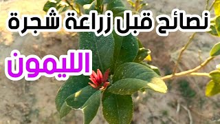 نصائح قبل زراعة شجرة الليمون 🍋🌳\u0026 أسباب نجاح زراعة أشجار الحمضيات