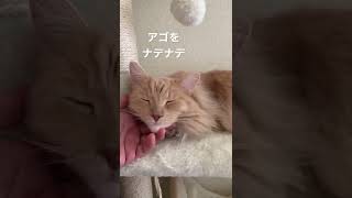 【そら豆】キャットタワーで【7/25】#shorts #サイベリアン #cat #猫のいる暮らし