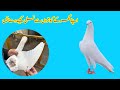 Apny Ghar K Kabootaron Se Nasil Kisy Banen ||Afzaal Pigeons