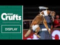 Service dogs in action | RAF Police Dog Display Team perform at Crufts 2020