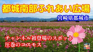 【宮崎観光】都城市の隠れた名所　都城南部ふれあい広場のコスモス　宮崎県都城市　宮崎の風景　散歩