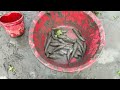 বিলে খেতের কোনে জমা পানি সেচে মাছ ধরা।fish catching in village village fishing videos. fishing bd.