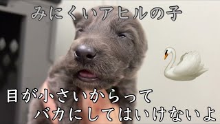 産まれたてのウルフドッグの顔は面白い【シジミ目】