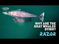 Why are the gray whales dying? #RAZOR