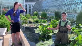 Como Park Zoo \u0026 Conservatory's Pollinator Exhibit Episode 11: Water Lilies