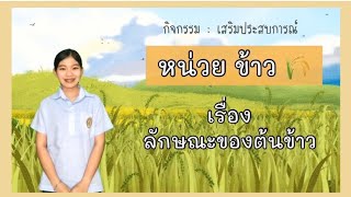 หน่วย ข้าว : ลักษณะของต้นข้าว