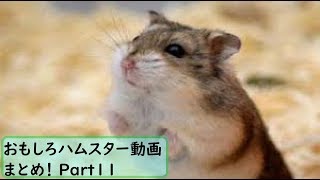 【面白 ハムスター】おもしろハムスター動画まとめ！#11【かわいい】