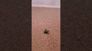 A baby turtle on its first journey to the ocean, Hikkaduwa, Sri Lanka.