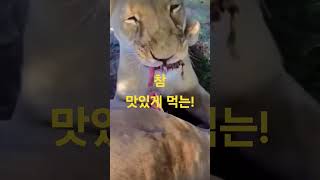 참 맛있게 먹는 사자의 먹방! #shorts #views #mukbang #lion #참 #맛있게 #먹방 #야생 #암사자