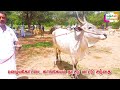 ஜோடி நிறைமாத சினைப்பசு மணி கொக்கராயன்பேட்டை palayakottai mattu thaavani cattlefarms cowmarket