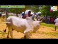 ஜோடி நிறைமாத சினைப்பசு மணி கொக்கராயன்பேட்டை palayakottai mattu thaavani cattlefarms cowmarket