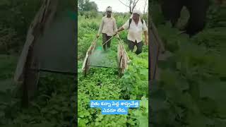 గడ్డి మందు కొట్టే కొత్త ప్రయోగం p #cottoncrop #agriculture #pesticidespray #cottonseeds #farmer