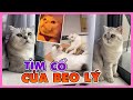 Tìm cổ của Beo Lý | maly.gaugau