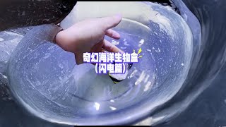 海洋生物开盒！这次居然还有会放电的小面包片！ #诺亚方缸 #私人海洋