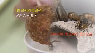 일본 곤충 자판기 ~ 학교 급식 개발된 곤충 식품