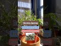 common problems with ficus bonsai malsai bonsai how