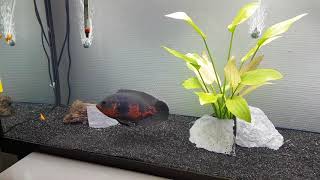 Oscar fish eating live fish!
