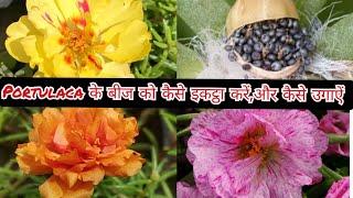 portulaca के बीज collect करें/ portulaca seed collecting / grow portulaca from seed / grow purslane