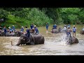 The Elephant Conservation Center Lampang Thailand🇹🇭☝️