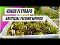 How to Feed Venus Flytraps - Artificial Method