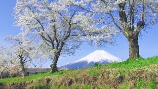 2018.04.13 忍野八海の春／富士と桜（昼と夜）　Oshino-Hakkai_Mt.fuji_Cherry Blossom