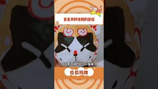 爱是天时地利的迷信 #纸扎  #猫咪  #狗狗  #宠物#shorts