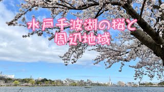 水戸千波湖の桜とちょっと寄り道