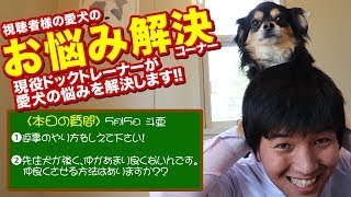 【愛犬のお悩み解決コーナー】前に動画でやっていた返事のやり方を教えてください。先住犬と新しく飼ったワンちゃんが仲良くできません。多頭飼いでケンカしてしまいます。