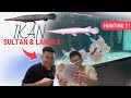 BELI PAKSA IKAN RARE DAN UNIK MILIK SULTAN IKAN PREDATOR