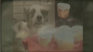 Cupcake Dog has WW2 Flashback