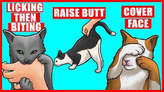 Real Meanings Behind 9 Strange Cat Behaviors Explained