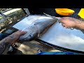 golden tilefish catch clean and cook the best fish i have ever had