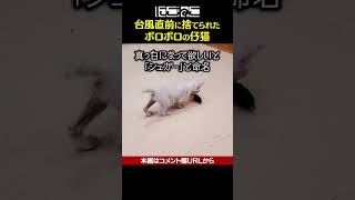 台風直前に捨てられた ボロボロの子猫 #Shorts