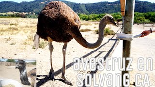 Ostrichland USA,2022 / Dando de comer avestruz en solvang Ca,2022 / Freed ostriches