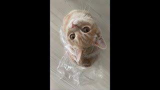 Komik Kedi Videoları - Kedinin Robotla İmtihanı - Kemal Sunal - Gerzek Şaban - Gelme Üstüme
