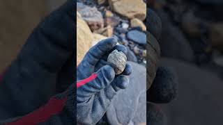 Sea worn Belemnite Phragmocone! 🌊🦑 #fossilhunting #fossils #shorts #sea #beach #coast #squid #rock